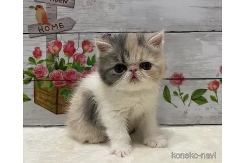 成約済の山梨県のエキゾチックショートヘア-108407の2枚目