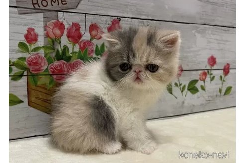 成約済の山梨県のエキゾチックショートヘア-108407の3枚目