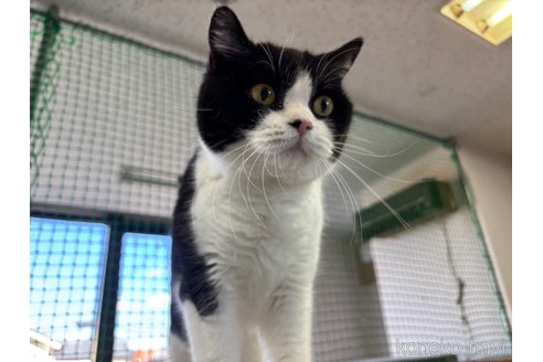 販売中の千葉県のブリティッシュショートヘア-83384の4枚目