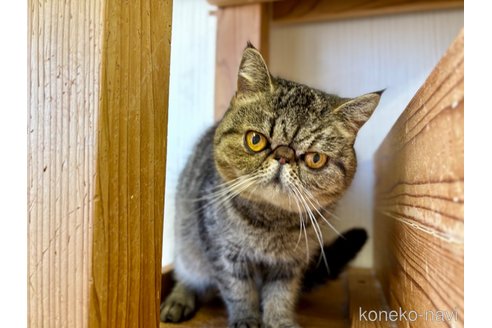 商談中の千葉県のエキゾチックショートヘア-82432の2枚目