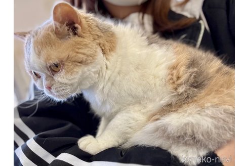 販売中の千葉県のセルカークレックス-93156の4枚目