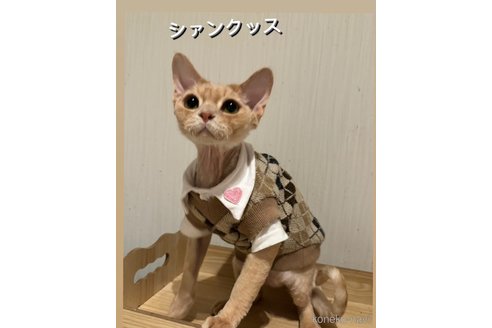 の埼玉県の-