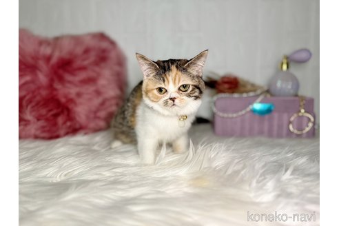 成約済の北海道のエキゾチックショートヘア-108493の6枚目