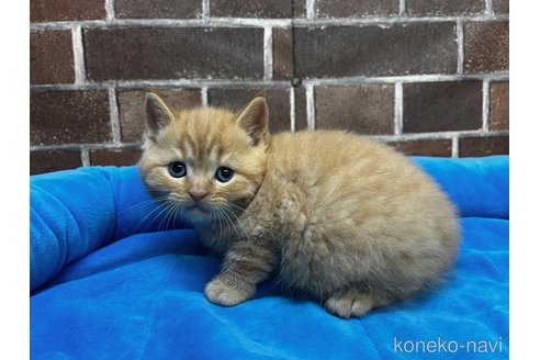 成約済の東京都のマンチカン-108498の10枚目