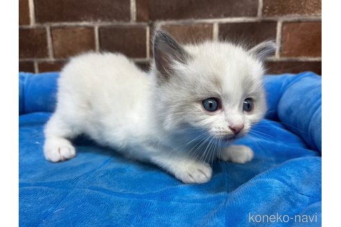 成約済の東京都のラグドール-108500の7枚目