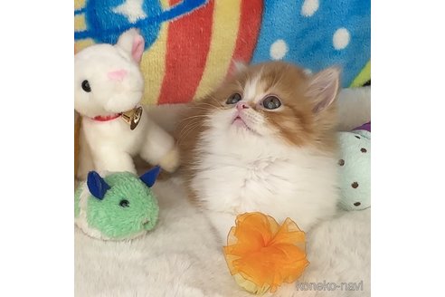 成約済の愛知県のマンチカン-108508の4枚目