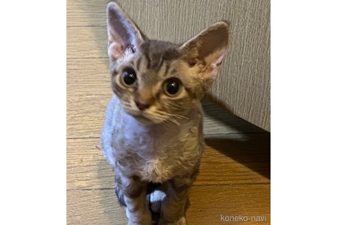 成約済の埼玉県のデボンレックス-108510の1枚目