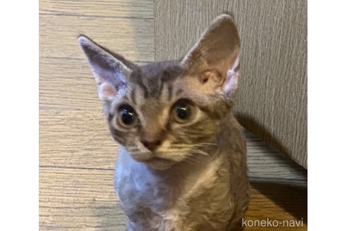 成約済の埼玉県のデボンレックス-108510の9枚目