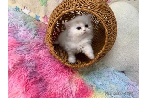 成約済の大阪府のスコティッシュフォールド-108516の1枚目