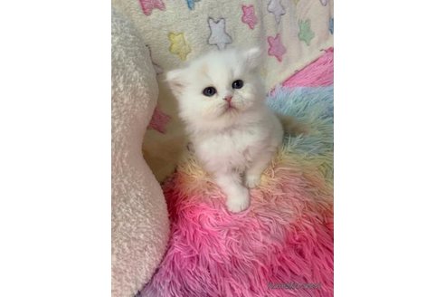 成約済の大阪府のスコティッシュフォールド-108516の5枚目