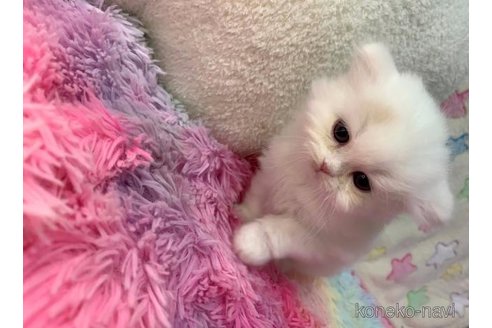 成約済の大阪府のスコティッシュフォールド-108516の2枚目