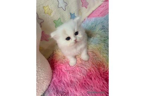 成約済の大阪府のスコティッシュフォールド-108516の3枚目