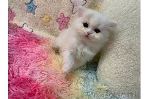 成約済の大阪府のスコティッシュフォールド-108516の4枚目