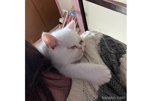 成約済の埼玉県のミックス-106898の3枚目