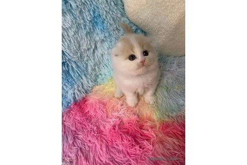 成約済の大阪府のスコティッシュフォールド(折れ耳)-108517の1枚目