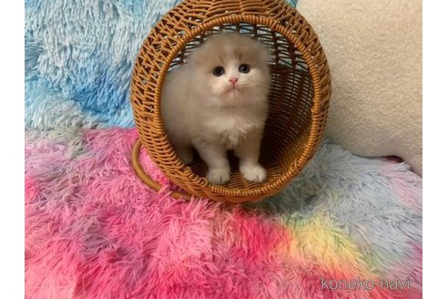 成約済の大阪府のスコティッシュフォールド(折れ耳)-108517の2枚目