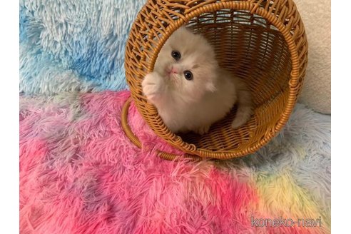 成約済の大阪府のスコティッシュフォールド(折れ耳)-108517の3枚目