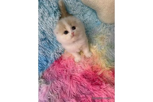 成約済の大阪府のスコティッシュフォールド(折れ耳)-108517の4枚目