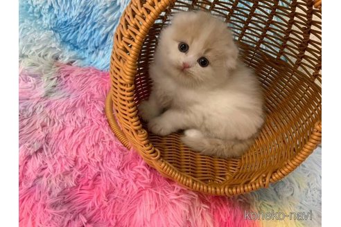 成約済の大阪府のスコティッシュフォールド(折れ耳)-108517の5枚目