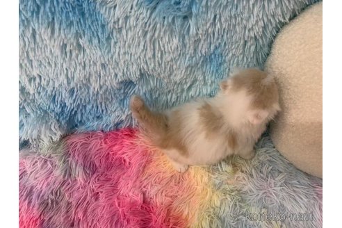 成約済の大阪府のスコティッシュフォールド(折れ耳)-108517の6枚目