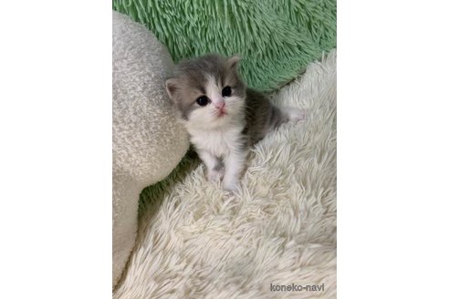 成約済の大阪府のスコティッシュフォールド-108519の6枚目