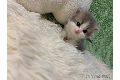 成約済の大阪府のスコティッシュフォールド-108519の3枚目