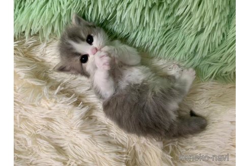 成約済の大阪府のスコティッシュフォールド-108519の5枚目