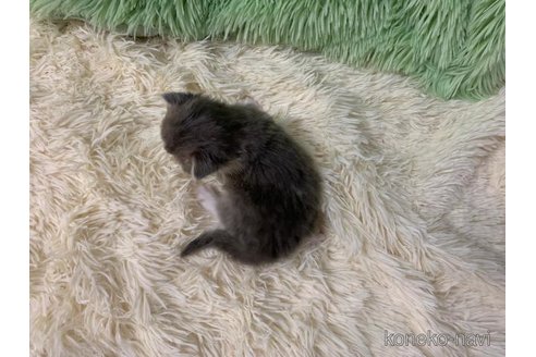 成約済の大阪府のスコティッシュフォールド-108519の2枚目