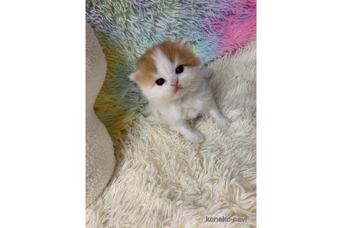 成約済の大阪府のマンチカン-108520