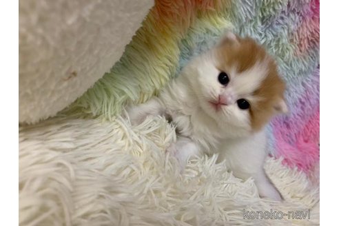 成約済の大阪府のマンチカン-108520の2枚目