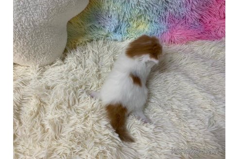 成約済の大阪府のマンチカン-108520の3枚目