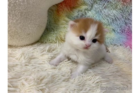 成約済の大阪府のマンチカン-108520の4枚目