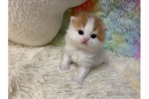 成約済の大阪府のマンチカン-108520の5枚目