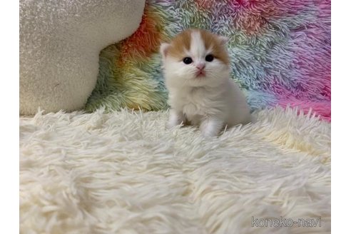 成約済の大阪府のマンチカン-108520の6枚目