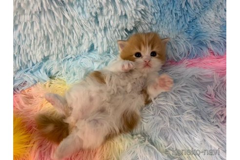 成約済の大阪府のマンチカン-108521の1枚目