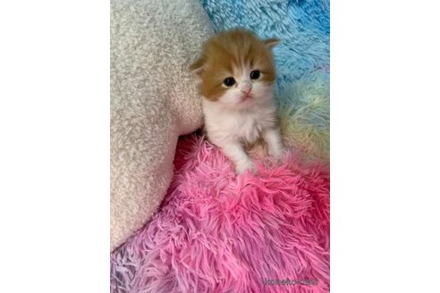 成約済の大阪府のマンチカン-108521の2枚目