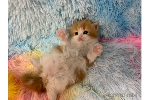 成約済の大阪府のマンチカン-108521の3枚目