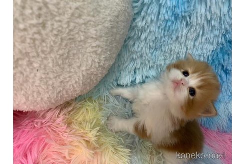 成約済の大阪府のマンチカン-108521の6枚目