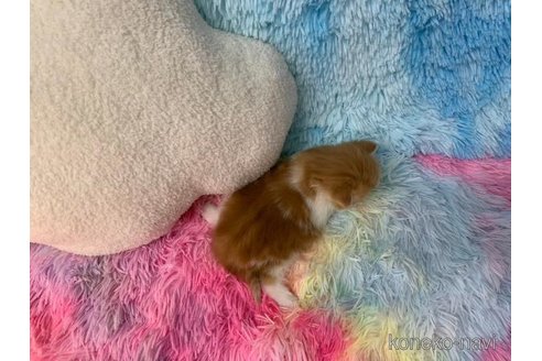 成約済の大阪府のマンチカン-108521の4枚目