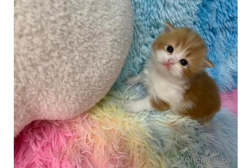 成約済の大阪府のマンチカン-108521の5枚目