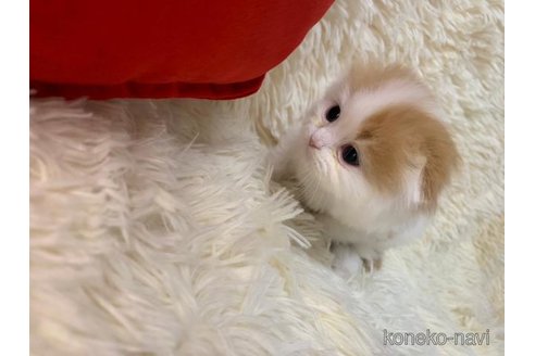 成約済の大阪府のスコティッシュフォールド(折れ耳)-108522の2枚目