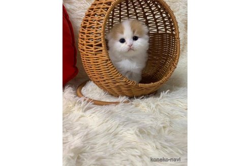 成約済の大阪府のスコティッシュフォールド(折れ耳)-108522の3枚目