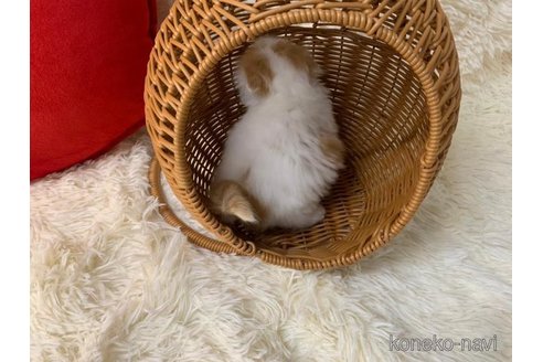 成約済の大阪府のスコティッシュフォールド(折れ耳)-108522の4枚目