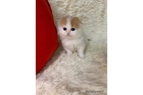 成約済の大阪府のスコティッシュフォールド(折れ耳)-108522の5枚目