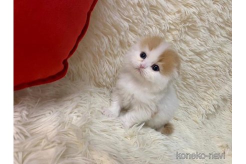 成約済の大阪府のスコティッシュフォールド(折れ耳)-108522の6枚目