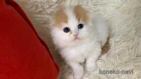 成約済の大阪府のスコティッシュフォールド(折れ耳)-108522の1枚目