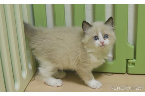 成約済の神奈川県のラグドール-107294の4枚目