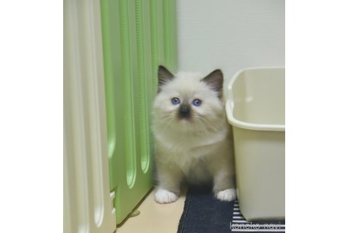 販売中の神奈川県のラグドール-107295の5枚目