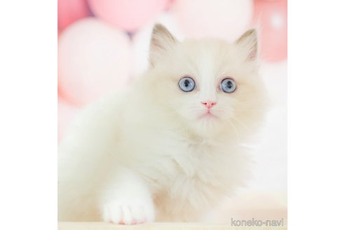 成約済の千葉県のラグドール-108528の6枚目