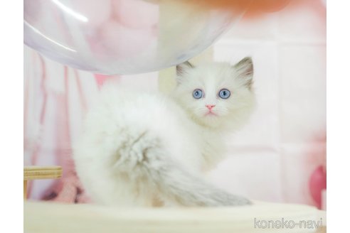 成約済の千葉県のラグドール-108528の5枚目